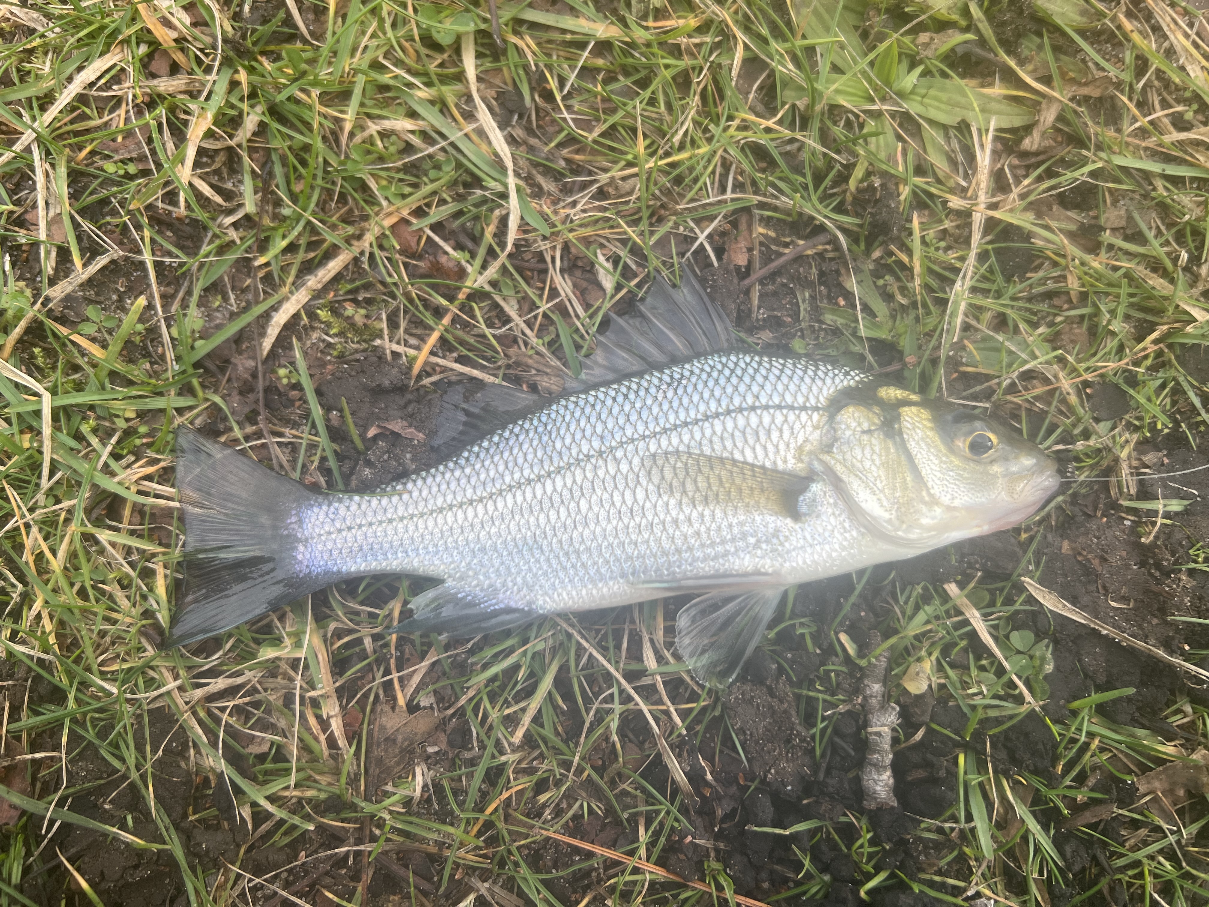 6.4