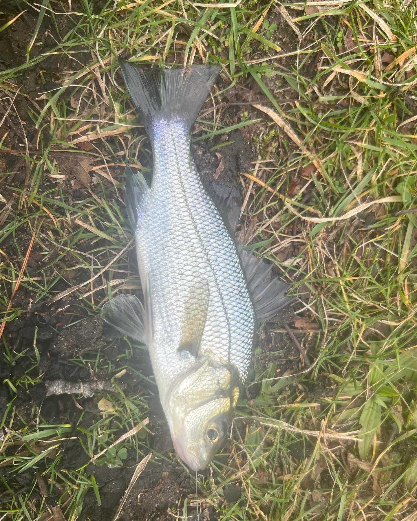 3.8