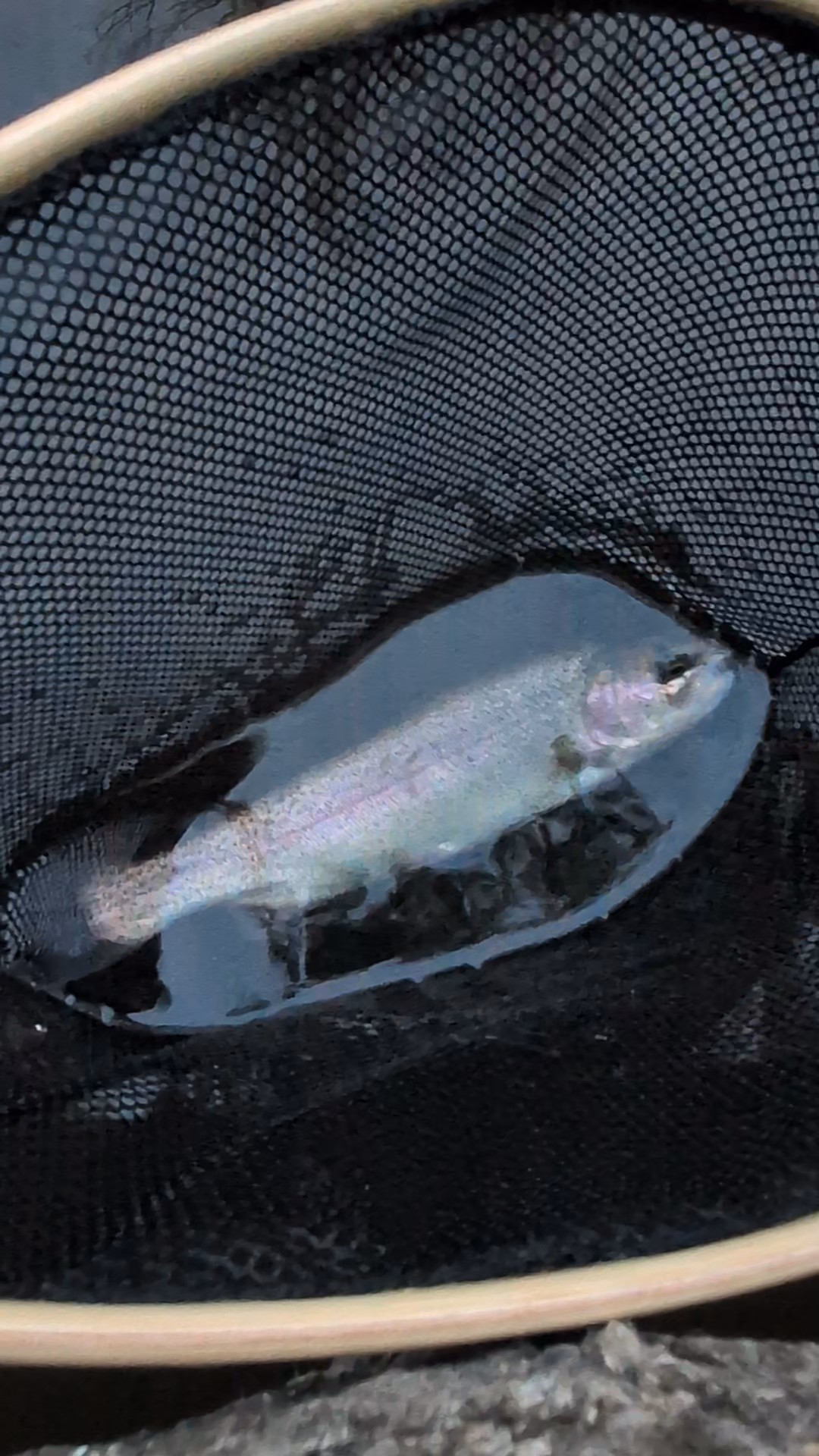 13.0