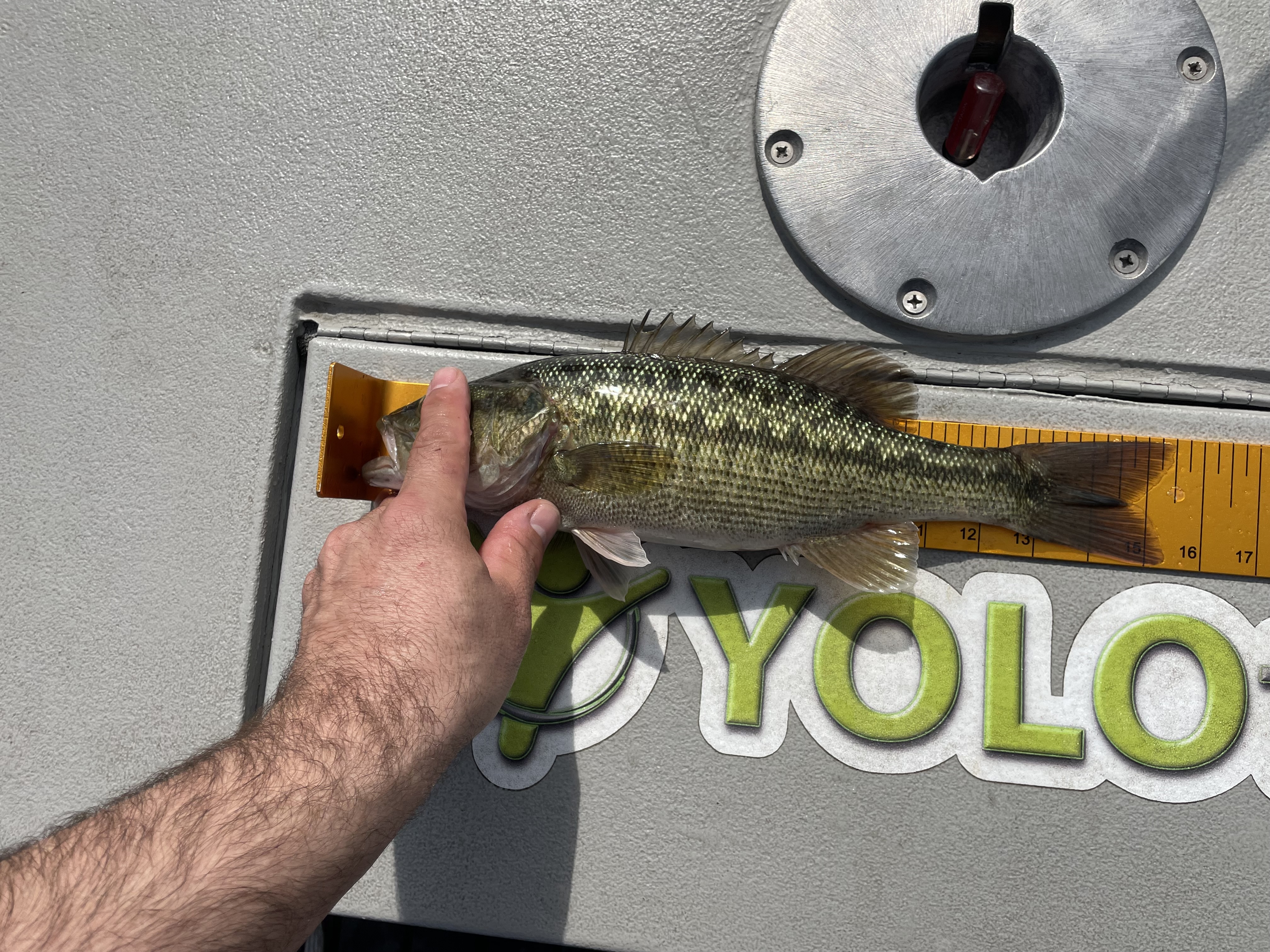 15.5