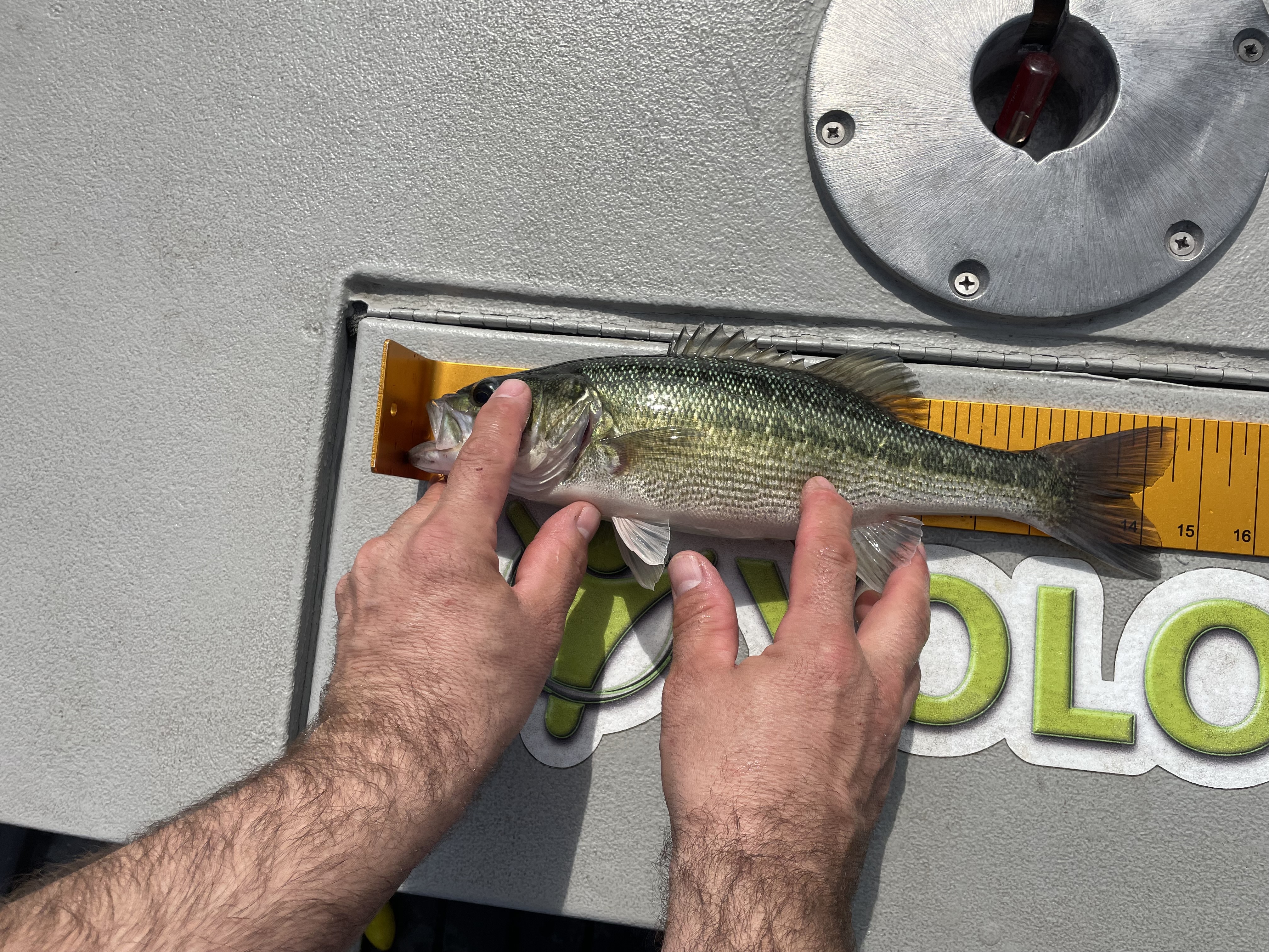 14.5