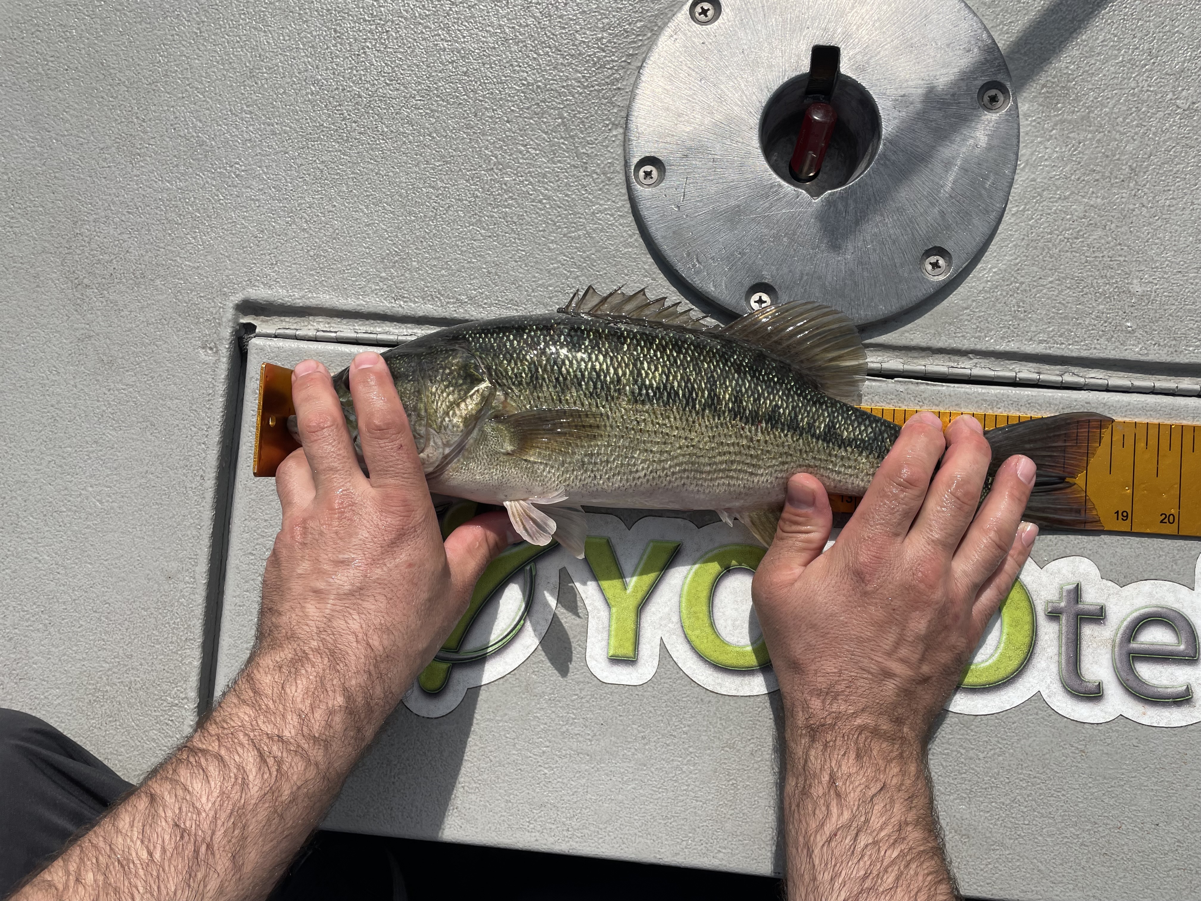 18.5