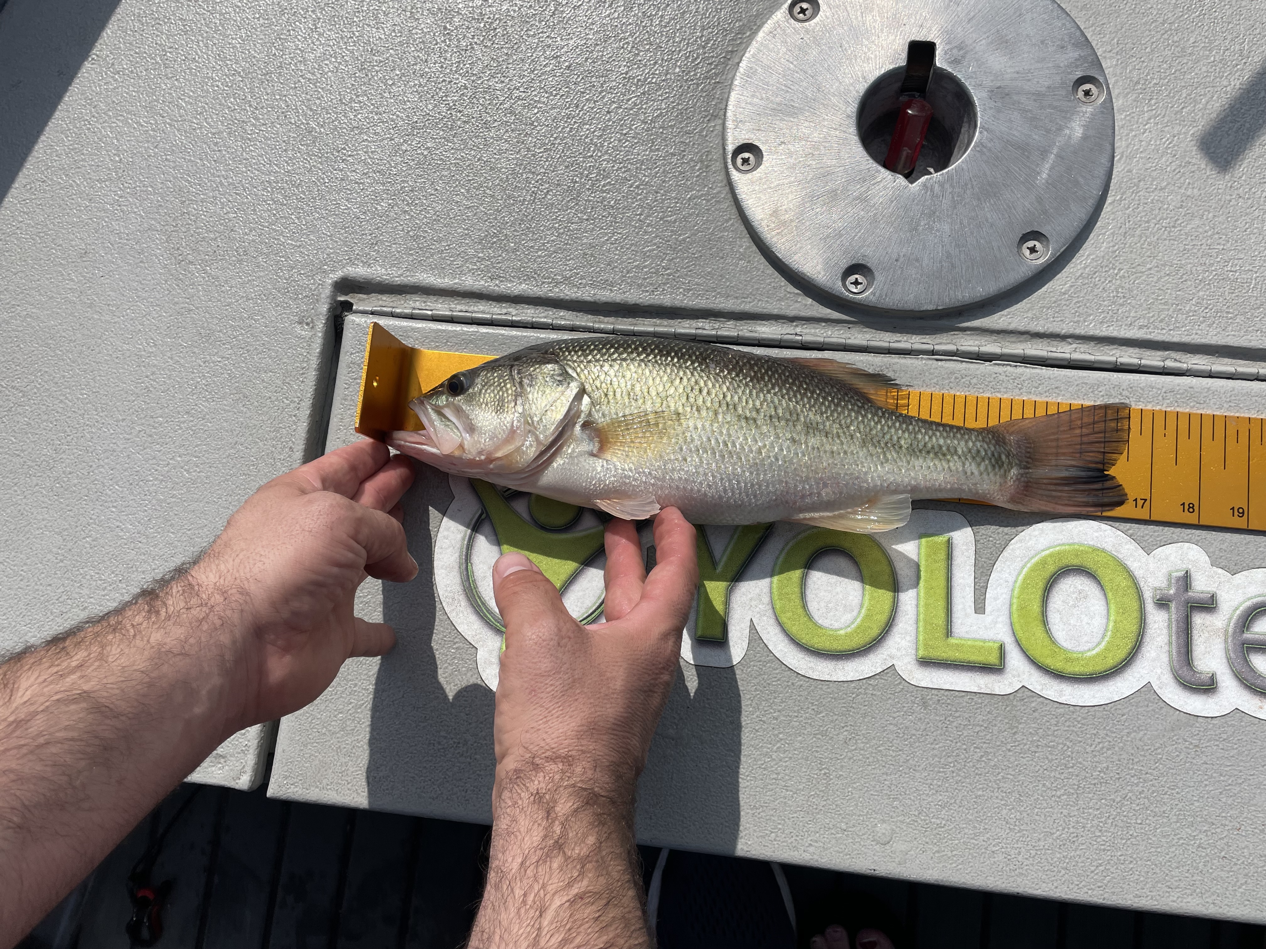 16.5