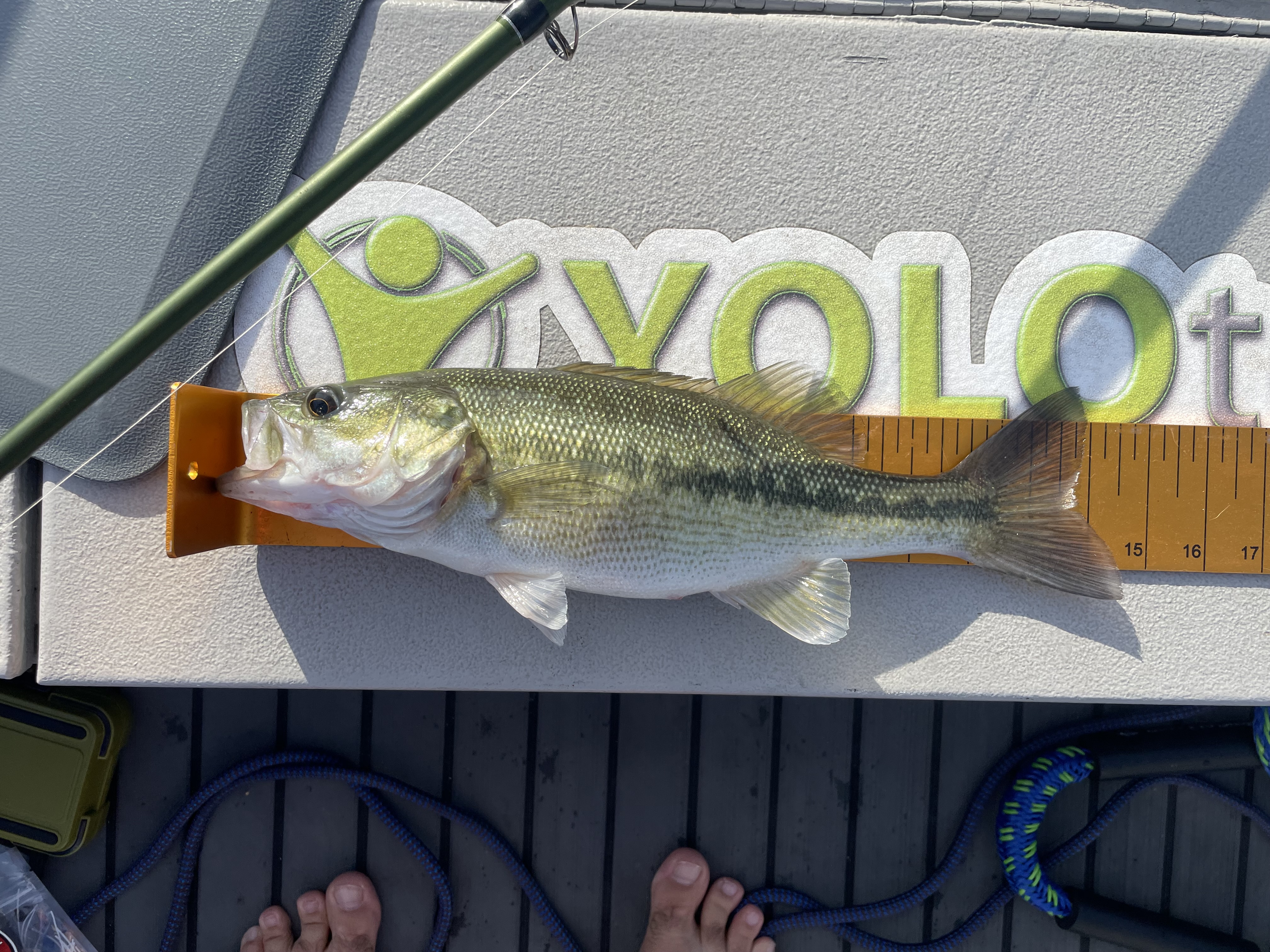 14.5