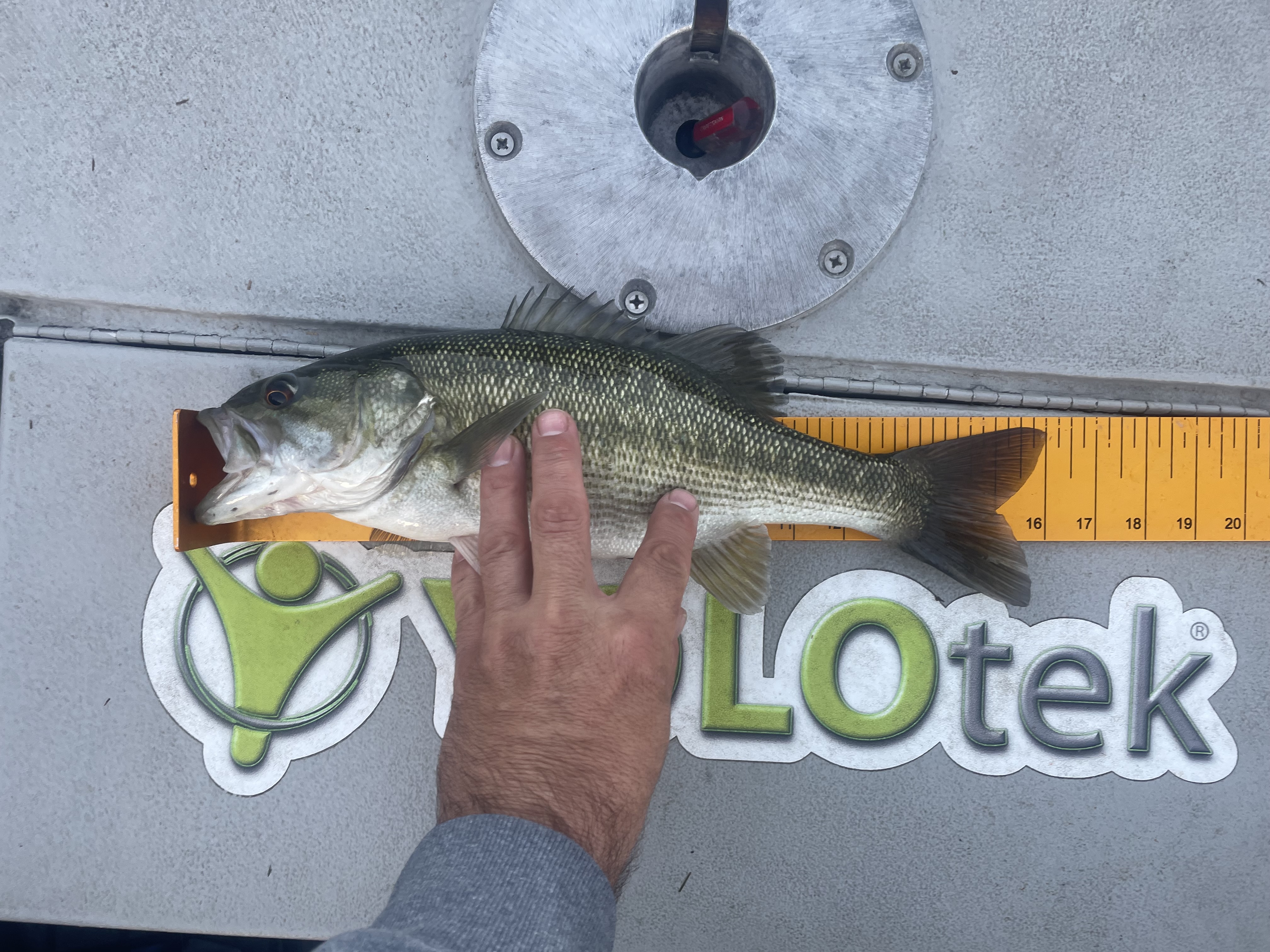 16.0
