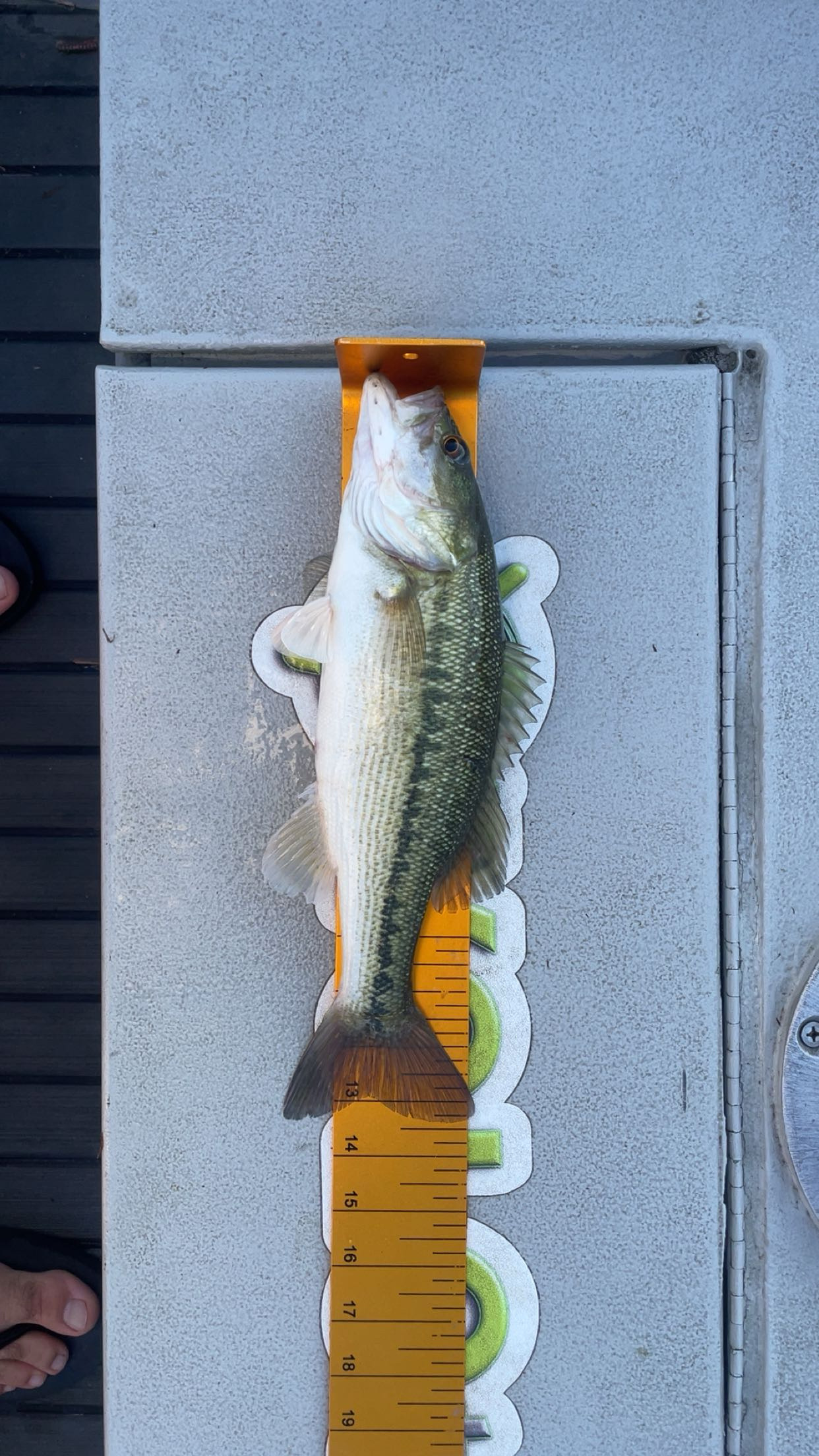 13.5