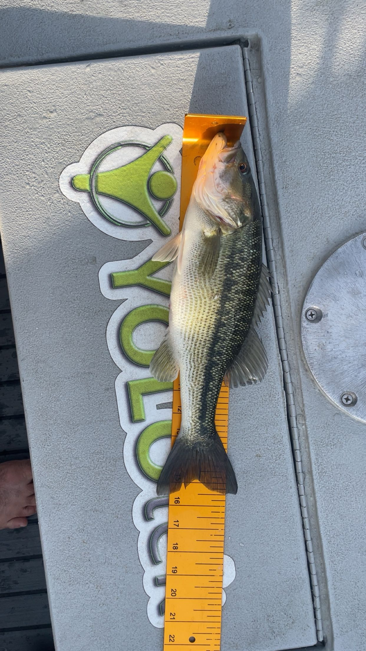 15.5