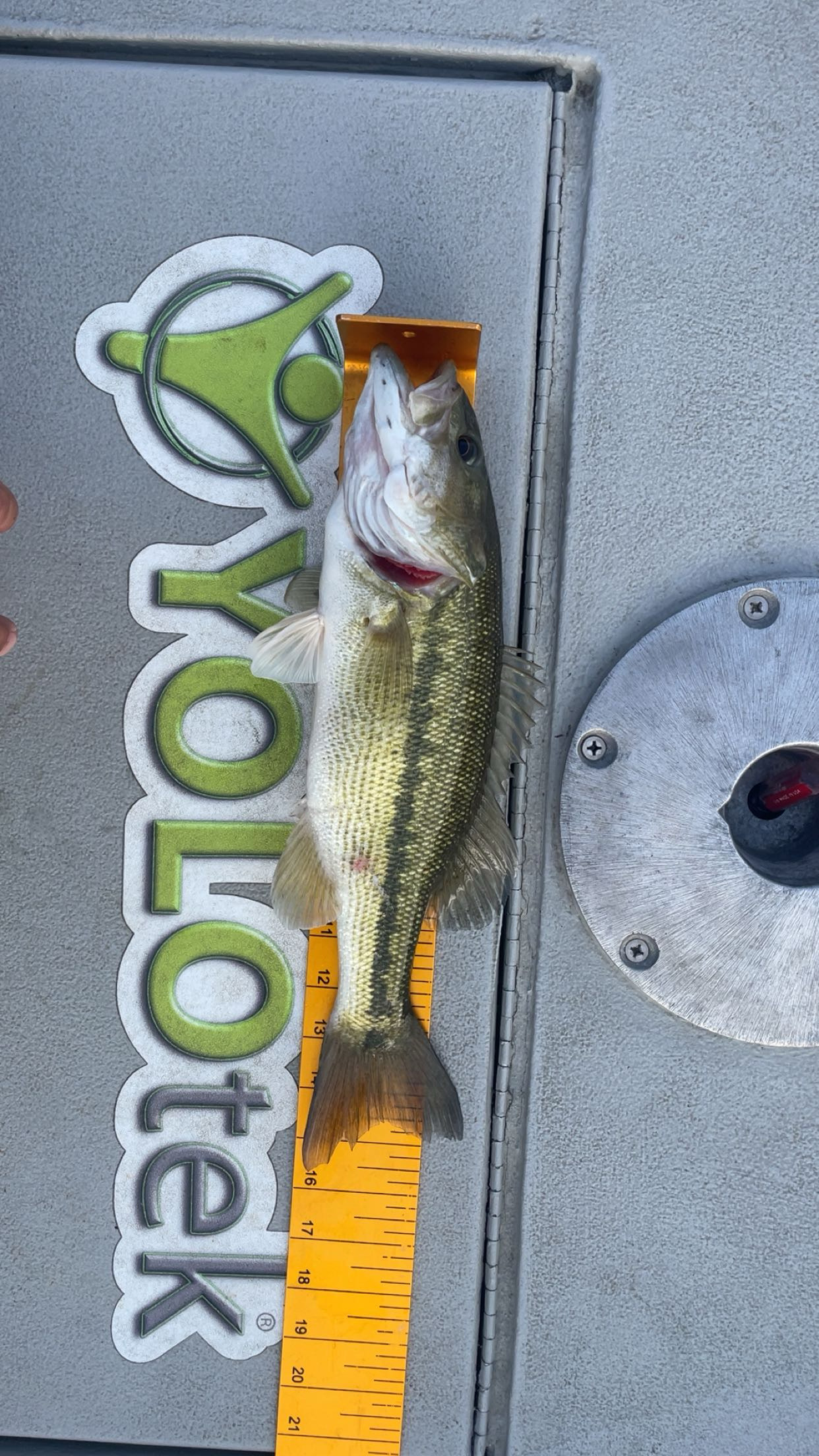 15.5