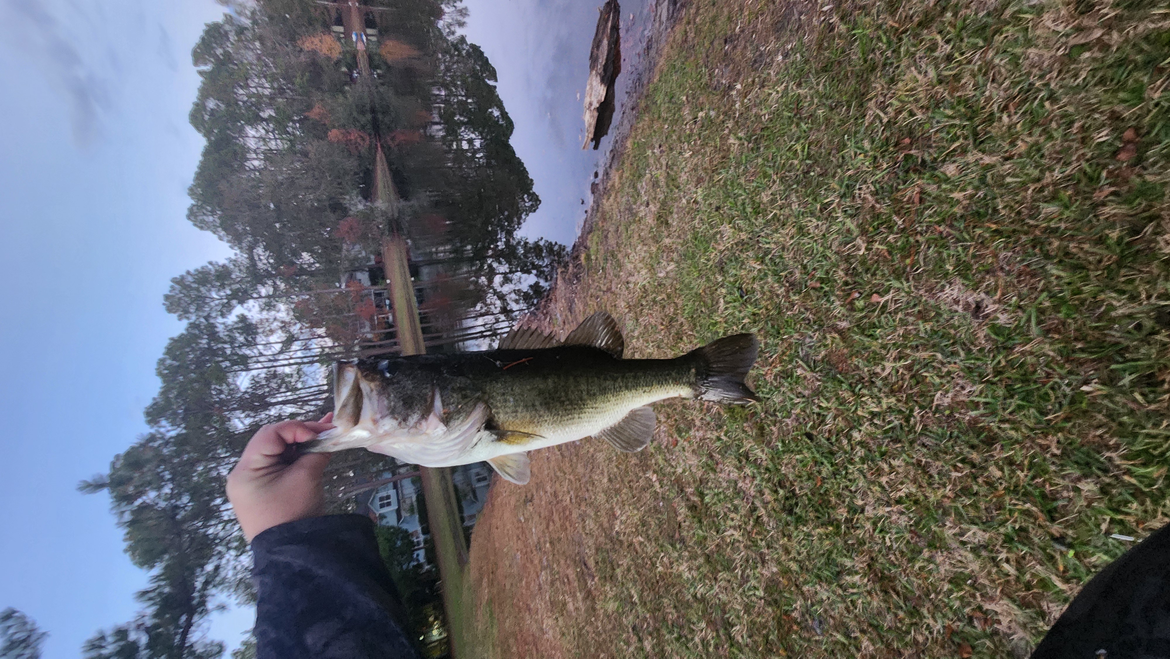 16.2
